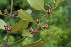 Image result for Ceriops