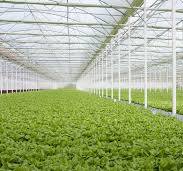 Multispan greenhouse | Gonvarri AgroTech