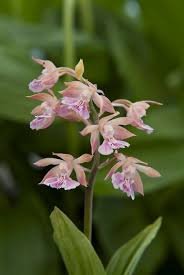 Image result for Calanthe