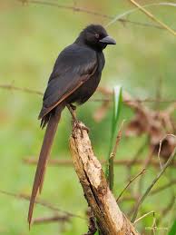 Black Bird With Long Tail And Red Beak Piapiac Ptilostomus Afer An African Corvid Bird Featured Wig It S Purple Eyes And Long Tail Entebbe Uganda Purple Eyes Entebbe Bird