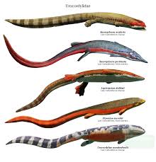 Image result for Lepistemon