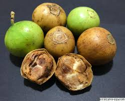 Image result for Vangueria vestita