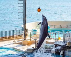 山口県 海響館の画像