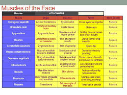 Image Result For Diagram Of Origin And Insertion Of Facial