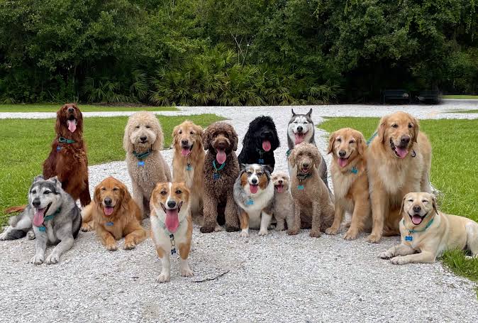 Find Your Perfect Dog from 200+ Types of Dogs