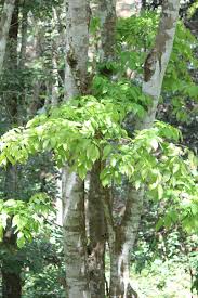 Image result for Pericopsis