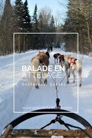 Le domaine skiable du schnepfenried s'étage de 1028 à 1254 m. 68 Idees De Chien De Traineau Chien De Traineau Chien Traineau