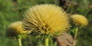 Image result for Alepidea amatymbica