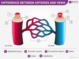 Blood return from lungs by 4 major pulmonary veins to left atrium to left ventricle to aorta and body and then back again. Discover Important Difference Between Arteries And Veins