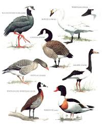 Black And White Goose With Red Beak Tattoos On Neck Birds World Birds Beautiful Birds