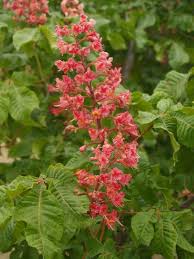 Fort mcnair buckeye.this species is a cross between our native aesculus pavia and the european species, aesculus hippocastanum and the cross is thought to have occurred in germany. Street Trees Part 2 Aesculus Buckeye Bygl