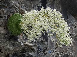 Image result for Galiniera saxifraga
