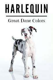 Learn more about this beautiful type of great dane. Great Dane Puppy Harlequin Harlequin Great Danes Great Dane Puppy Great Dane