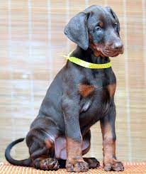 European Doberman Breeder Tn Usa Www Sierradobiefarms Com Doberman Dogs Doberman Puppies For Sale Doberman Pinscher Blue