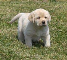 We did not find results for: 8 Labrador Costumes Ideas Labrador Puppies Labrador Puppy