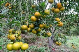 Check spelling or type a new query. Jeruk Gerga Jadi Komoditas Unggulan Bengkulu Antara News