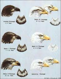 Birds With White Heads And Tails Pin By Lisa Varo Slp On Bird Watching Blogs Bald Eagle American Bald Eagle Largest Bird Of Prey