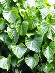 Also known as golden pothos, and devil's ivy. Tinospora Cordifolia Wikipedia