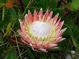 Image result for Protea argyrea