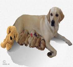 Stages Of Canine Labor When Your Dog Gives Birth