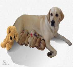 stages of canine labor when your dog gives birth