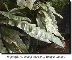 Image result for Elaphoglossum acrostichoides
