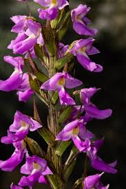 Image result for Brachycorythis