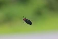 Family Firefly Fun!