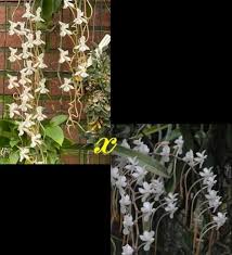 Image result for Aerangis verdickii