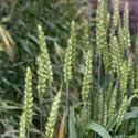 Image result for Brachyachne patentiflora