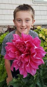 The geography of north dakota consists of three major geographic regions: Dahlias In North Dakota Finegardening