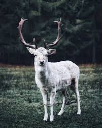 My Landscape Photos Will Make You Want To Quit Your Job And Travel The World Landscape Photos Animals Animal Photo