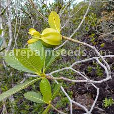 Image result for Gardenia imperialis