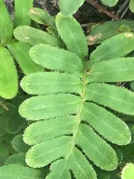 Image result for Pleopeltis  × simiana