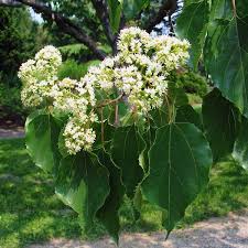 Image result for Hovenia dulcis