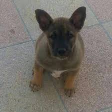 دافئةٌ أنت كليلة حب من يوم طرقت الباب عليّ ابتدأ العمر. Ø²Ø±ÙŠØ§Ø¨ ÙÙŠ Ù…Ø²Ø§Ø­Ù…Ø© Ø§Ù„ÙƒÙ„Ø§Ø¨ Ø¨ÙŠÙ† Ø§Ù„Ø¯Ø±ÙˆØ¨ ÙˆØ§Ù„Ù‡Ø¶Ø§Ø¨ 3 Ø¨Ù‚Ù„Ù… Ø¯ Ù…Ø­Ù…Ø¯ Ø¨Ù†ÙŠØ¹ÙŠØ´ Ø¯Ù†ÙŠØ§ Ø§Ù„Ø±Ø£ÙŠ