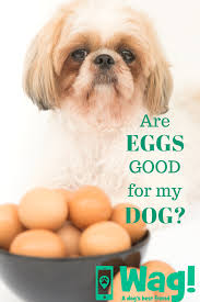 Are Eggs Good For My Dog Eggs Dog Wellness Dog Food Recipes
