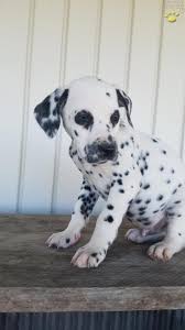 The dalmatian is a beautiful, iconic breed. Pepper Dalmatian Puppy For Sale In Millersburg Oh Happy Valentines Day Happyvalentinesday2016i