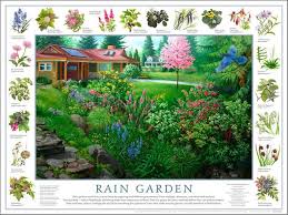 Image Result For Rain Garden Seattle Front Yard Rain Garden Design Rain Garden Garden Planning