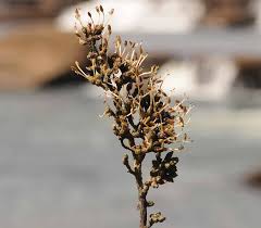 Image result for Inversodicraea