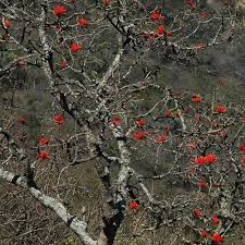 Image result for Erythrina lysistemon