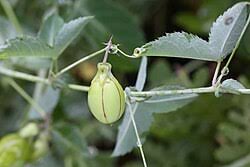 Image result for Basananthe sandersonii