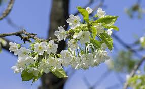 We did not find results for: Cherry Blossom Bloom Free Photo On Pixabay