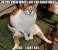 Fat Cat Cartoon