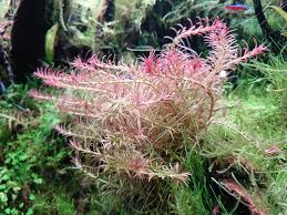 Image result for Rotala mexicana