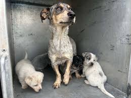 Foster found! Please consider fostering any of our other dogs for a week  during the upcoming cold weather! URGENT! MAMA AND 5 PUPPIES NEED FOSTER  IMMEDIATELY! WE HAVE ZERO SPACE! WE ARE