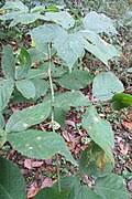 Image result for Rubus kirungensis