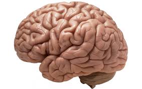 A New Push To Explore The Brain In 2020 Human Brain Brain Tumor Brain Health