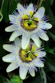 Passionflower Abg Jpg 500 742 Fleurs Exotiques Graines De Fleurs Passiflore