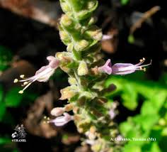Image result for Plectranthus alboviolaceus